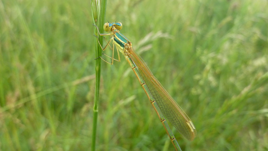 Lestes barbarus - foltosszárnyjegyű rablószitakötő
