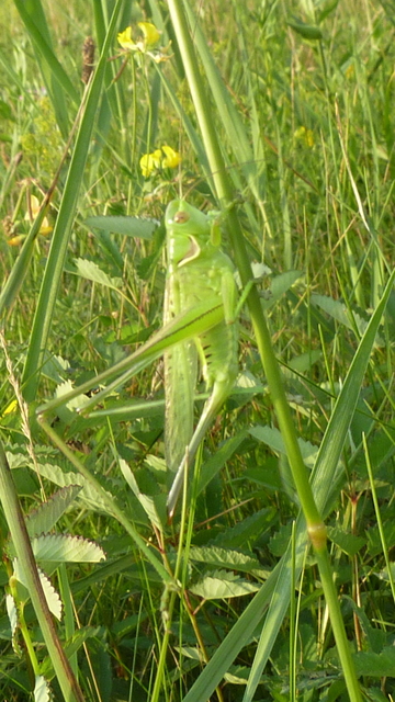 Gampsocleis glabra - tőrös szöcske