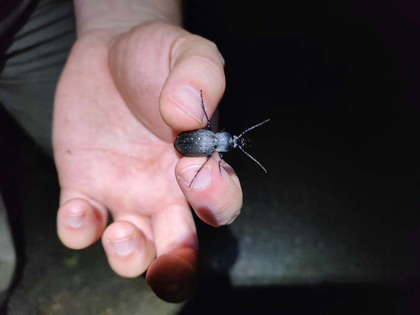 Carabus hortensis - aranypettyes futrinka