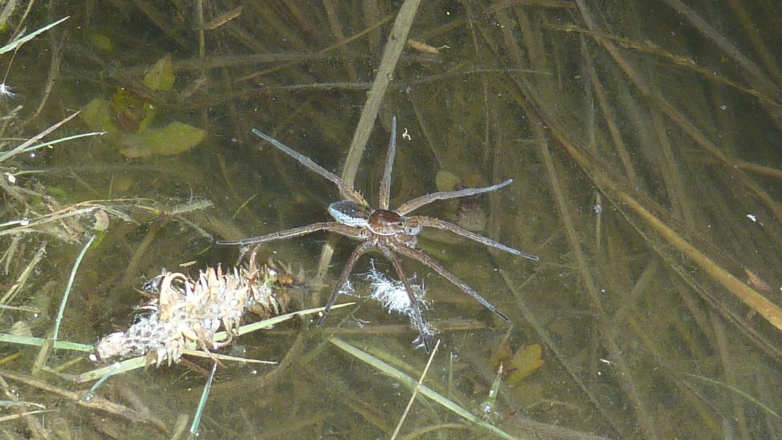Dolomedes plantarius/fimbriatus