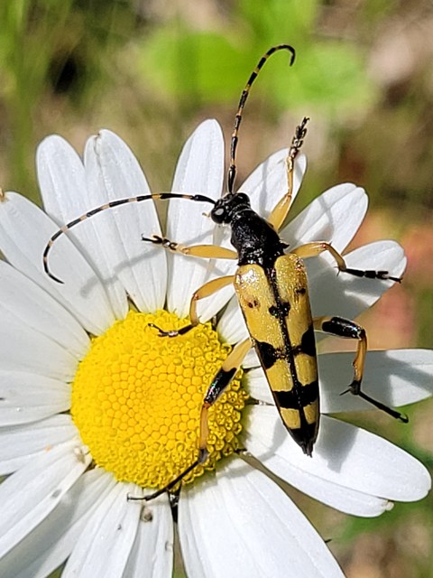 Rutpela maculata - tarkacsápú karcsúcincér