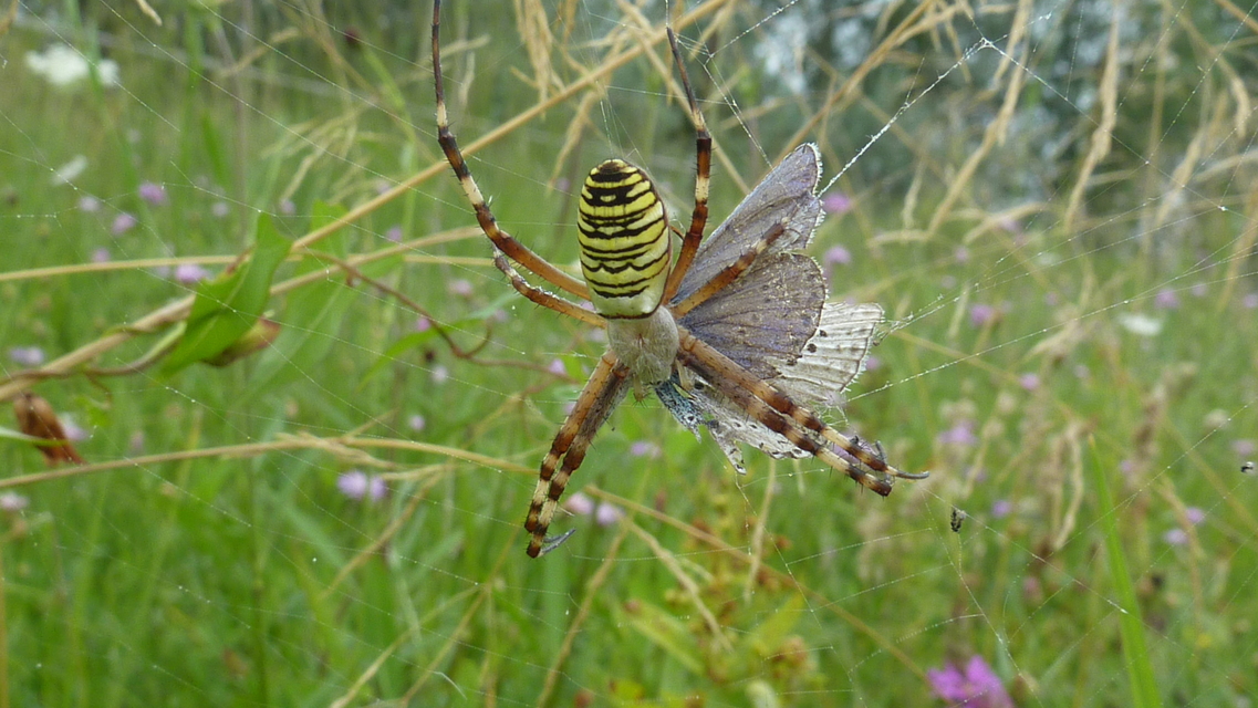 Argiope bruennichi - darázspók