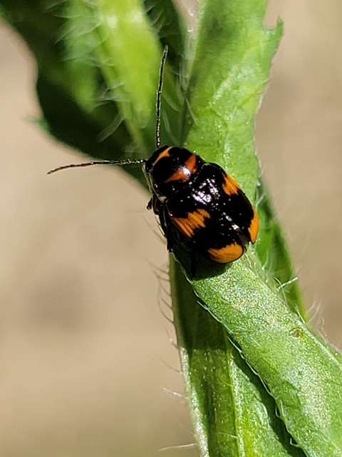 Cryptocephalus moraei - közönséges zömökbogár