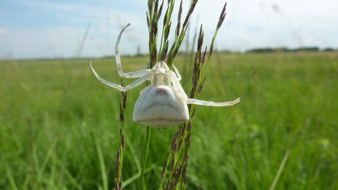 Thomisus onustus - fehér karolópók