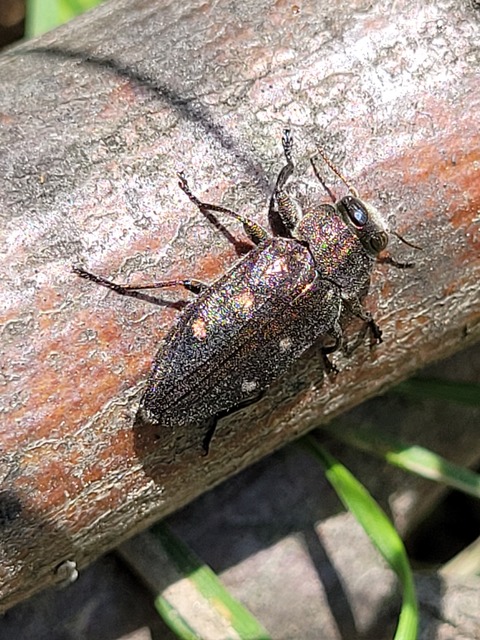 Chrysobothris affinis - aranypettyes díszbogár