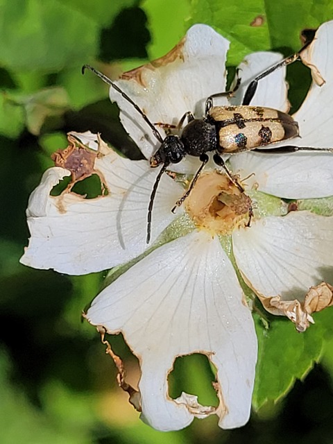 Pachytodes erraticus - rajzos virágcincér