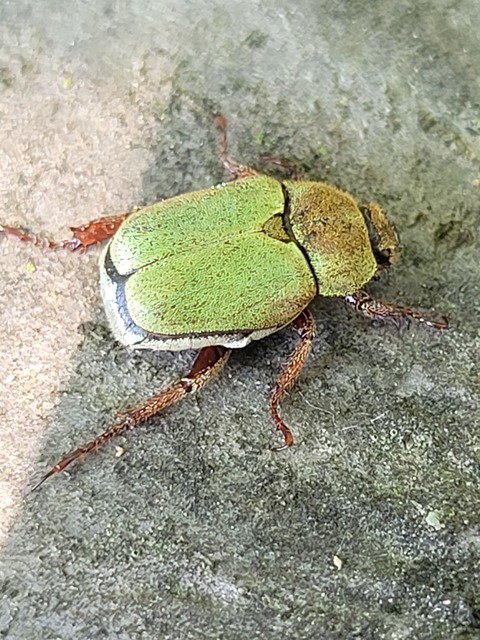Hoplia dilutipes