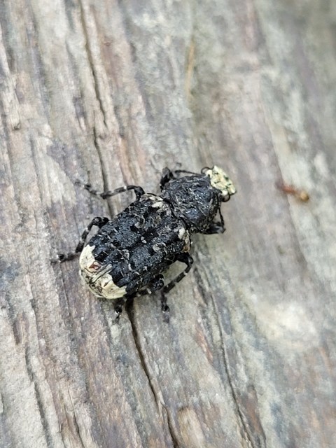 Platyrhinus resinosus - nagy orrosbogár