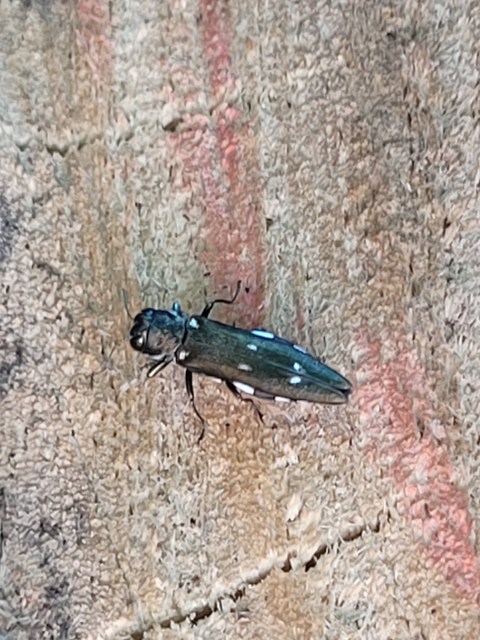 Agrilus ater - hatpettyes karcsúdíszbogár Agrilus ater - hatpettyes karcsúdíszbogár