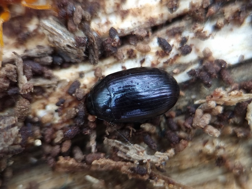 Platydema violaceum - fémkék taplóbogár