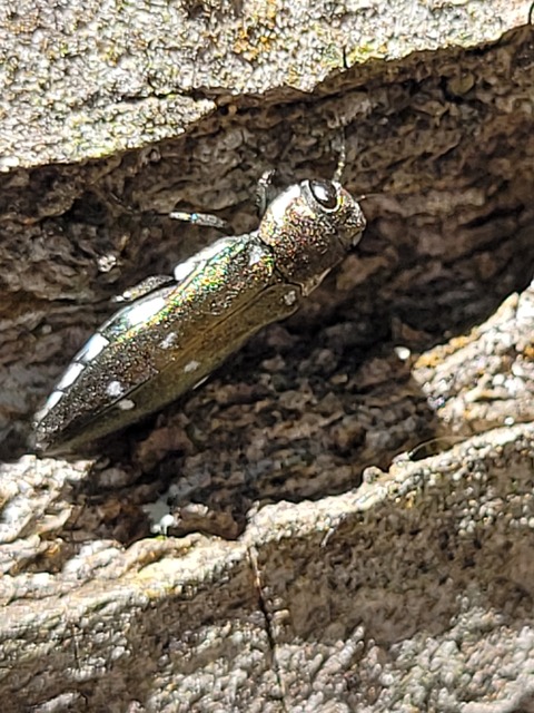 Agrilus ater - hatpettyes karcsúdíszbogár Agrilus ater - hatpettyes karcsúdíszbogár