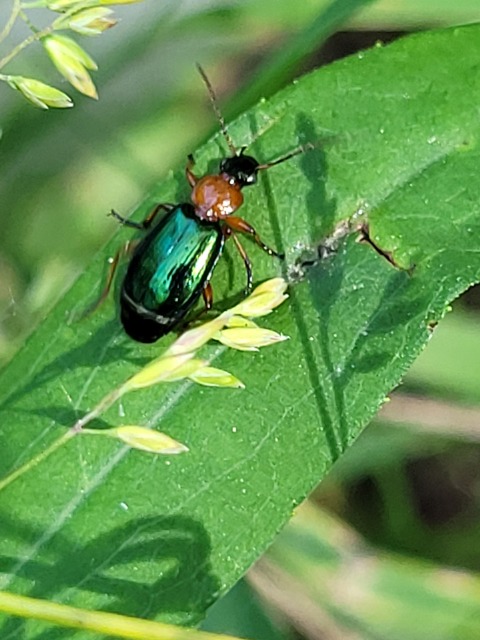 Lebia chlorocephala - díszes cserjefutó