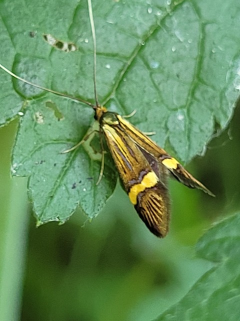 Nemophora degeerella - pompás tőrösmoly