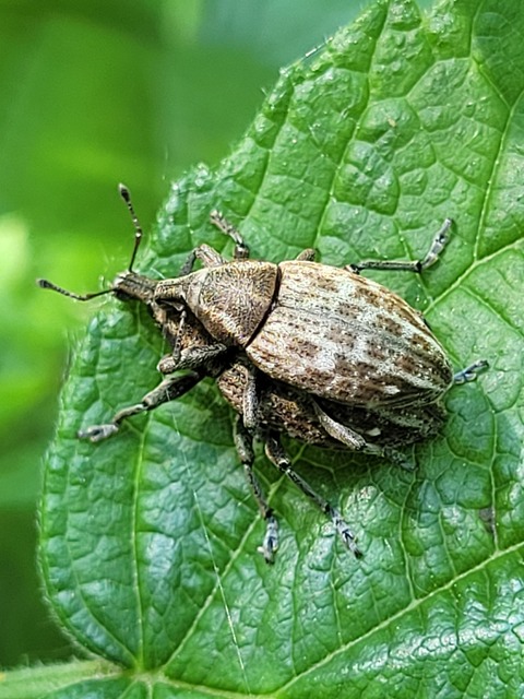 Lepyrus