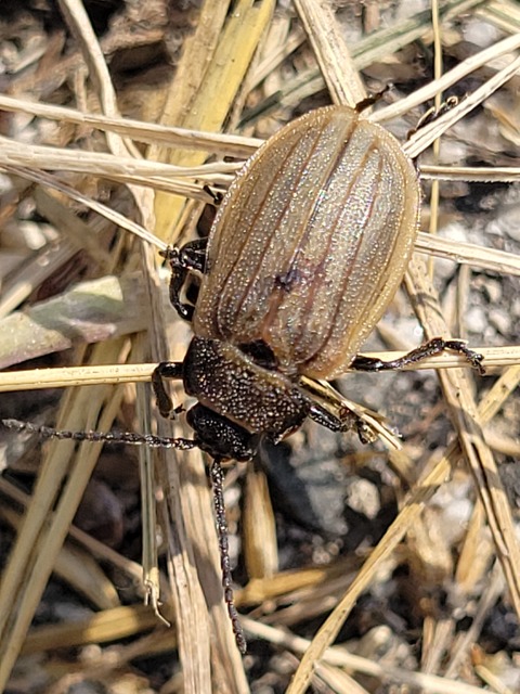 Galeruca pomonae - barna olajosbogár