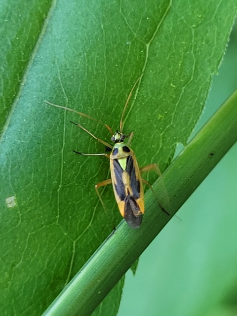 Stenotus binotatus - kétfoltos mezeipoloska