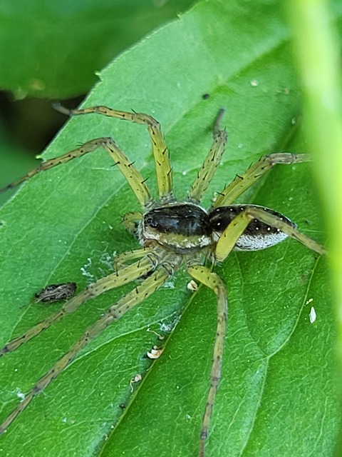 Dolomedes plantarius/fimbriatus