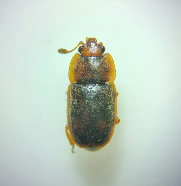 Epuraea biguttata - kétcseppes fénybogár Epuraea biguttata - kétcseppes fénybogár