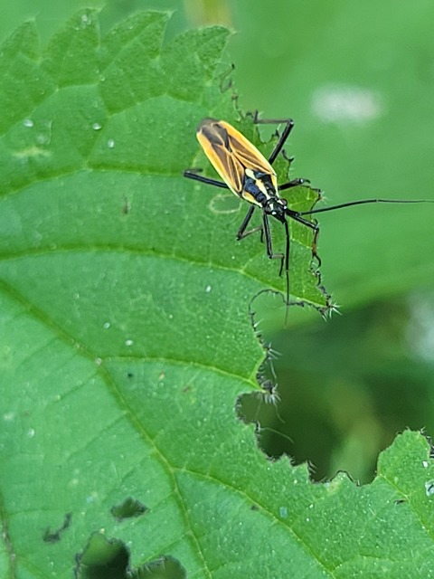 Leptopterna
