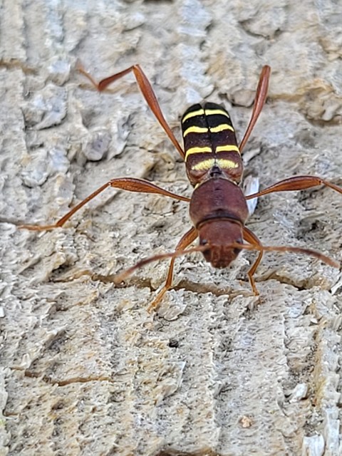 Neoclytus acuminatus - amerikai darázscincér