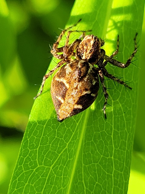 Oxyopes ramosus