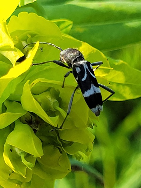 Chlorophorus figuratus - rajzos darázscincér