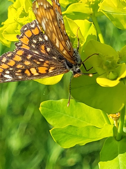 Euphydryas maturna - díszes tarkalepke