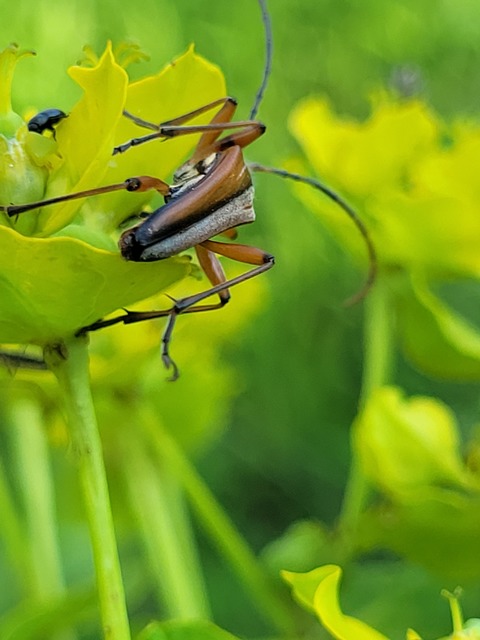 Stenocorus meridianus - fűz-gyökércincér