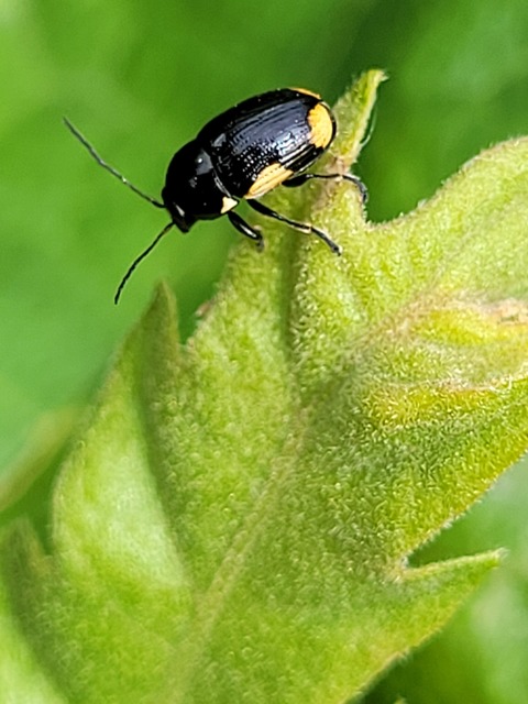 Cryptocephalus moraei - közönséges zömökbogár