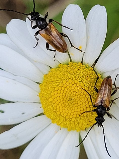 Pseudovadonia livida - barnás virágcincér