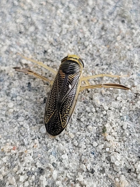 Corixidae - búvárpoloskák Corixidae - búvárpoloskák