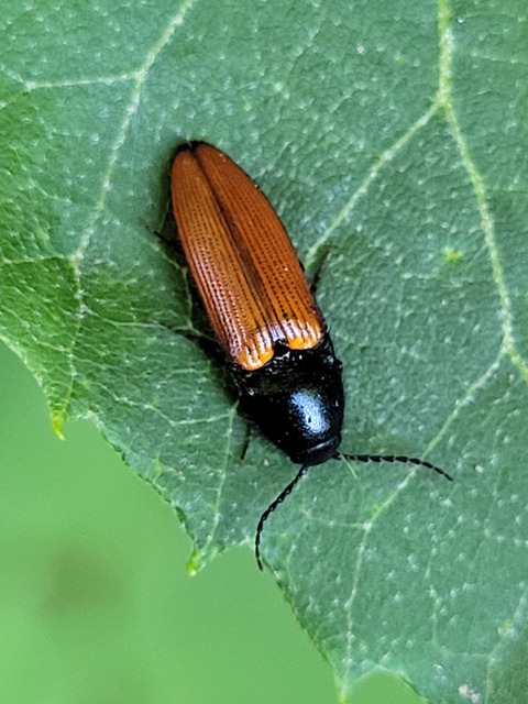 Ampedus