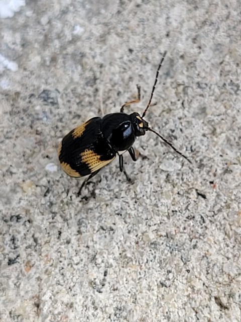 Cryptocephalus moraei - közönséges zömökbogár