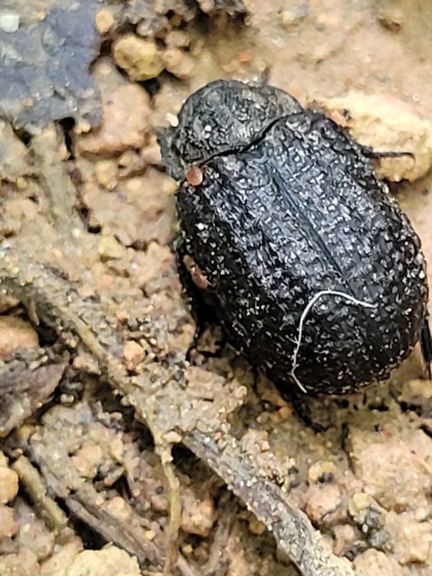 Trox sabulosus - közönséges irhabogár
