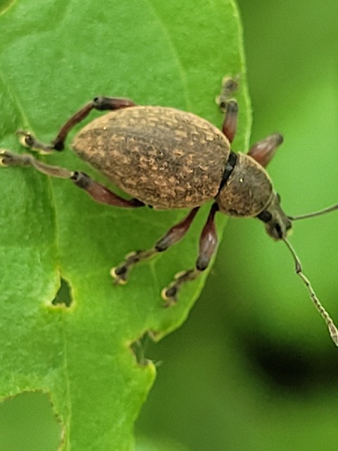 Dodecastichus mastix - lécesorrú gyalogormányos