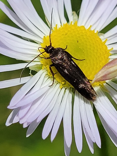 Parascythris muelleri - kétpettyes zöldmoly