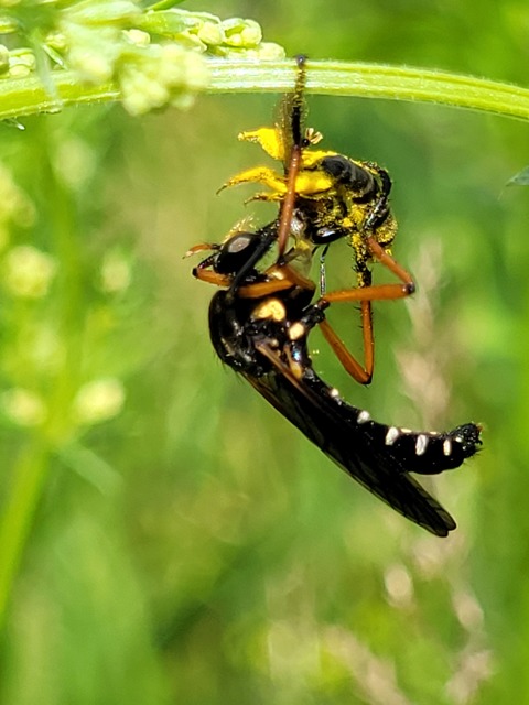 Molobratia teutonus