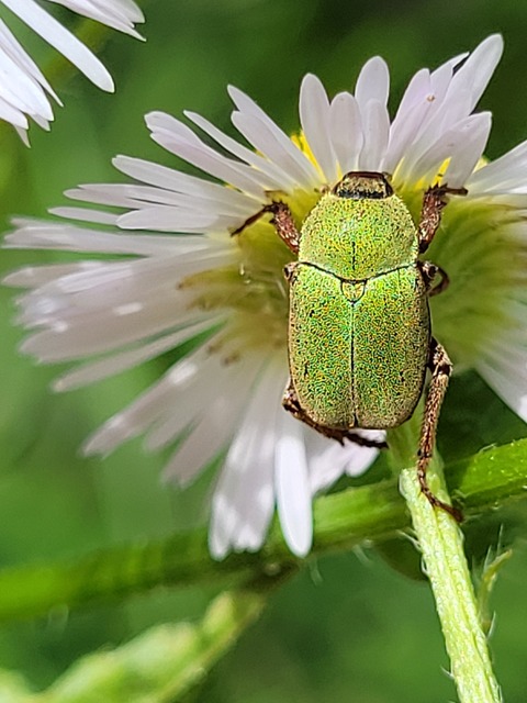 Hoplia dilutipes