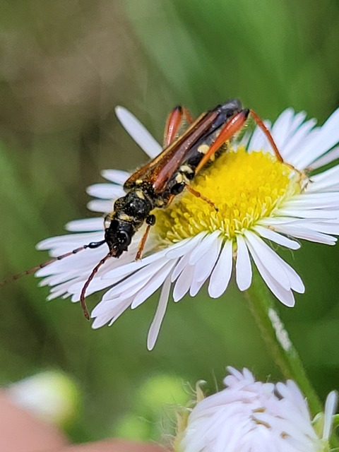 Stenopterus rufus - tarkacsápú keskenyfedőscincér