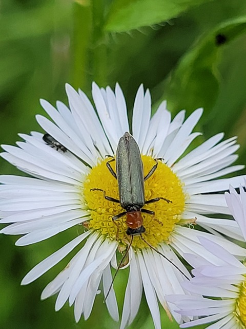Oedemera croceicollis - pirostorú álcincér