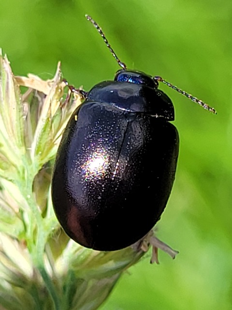 Chrysolina sturmi - vöröslábú levelész