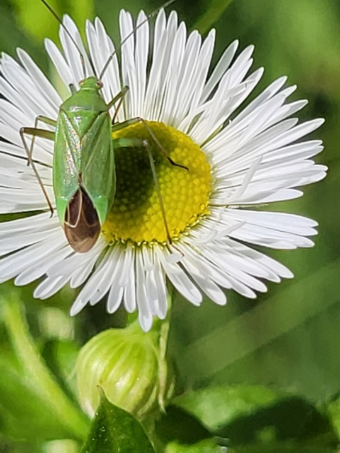 Calocoris