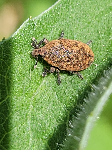 Larinus obtusus - imola-púderbarkó