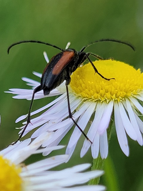 Stenurella melanura - feketevégű karcsúcincér