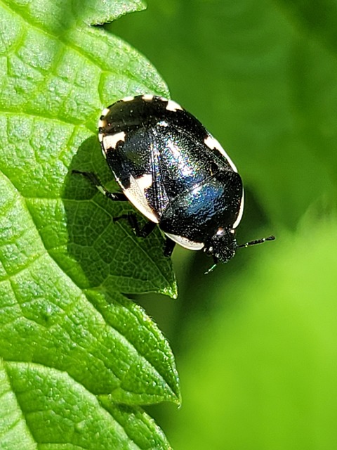 Tritomegas sexmaculatus - hatfoltos földipoloska