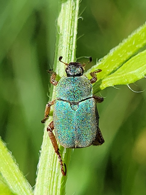 Hoplia dilutipes