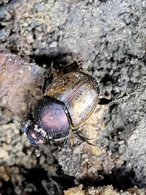Onthophagus fracticornis - bronzos trágyatúró