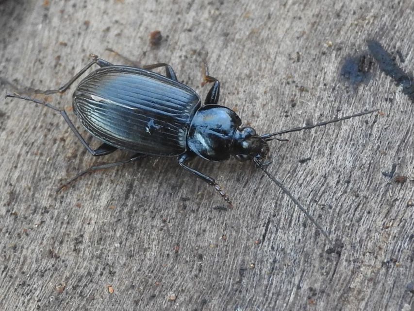 Agonum duftschmidi - széleshátú kisfutó