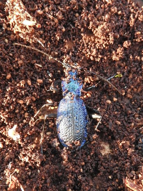 Carabus intricatus - kék laposfutrinka