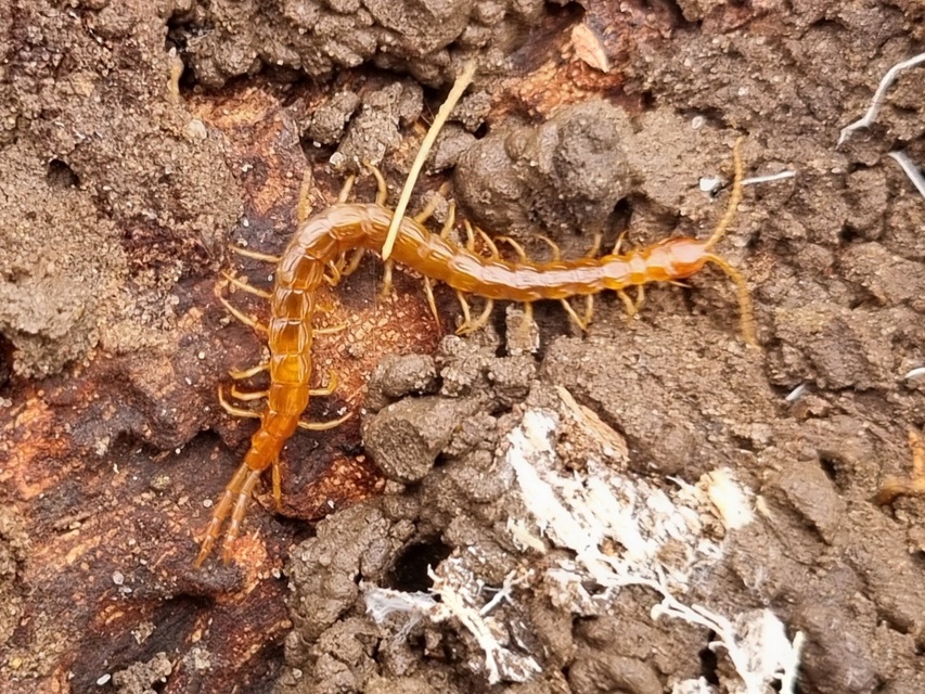 Chilopoda - Százlábúak